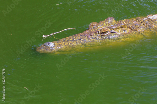 Closeup of African Crocodile face in the water in Ezemvelo KZN Wildlife. Nile Crocodile in St Lucia Estuary within iSimangaliso Wetland Park, South Africa, one of the top Safari Tour destinations.