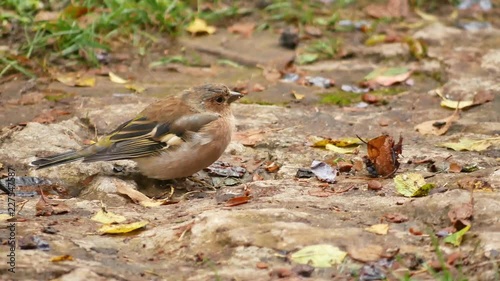 A female common chaffinch sitting on the forest floor (High Tatra, Slovakia)