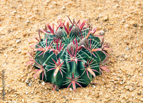 Cactus (devil's tongue) on a sand ground