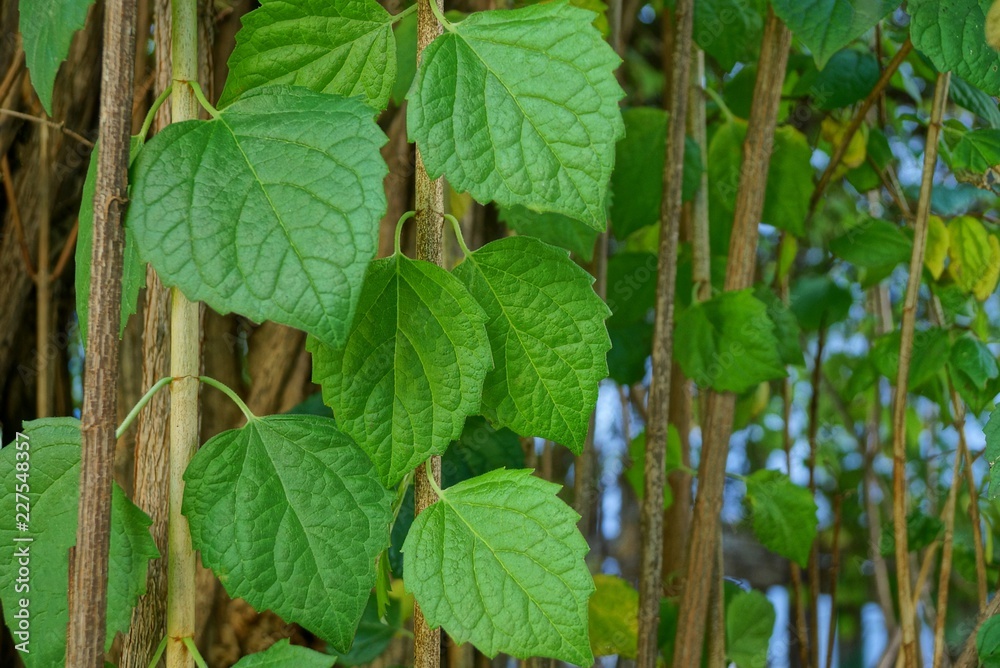 brown branches and green leaves on a jasmine bush brown branches and green leaves on a jasmine bush