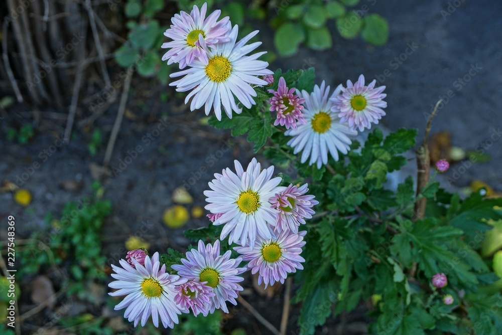 lots of blooming flowers in a green bush in the garden lots of blooming flowers in a green bush in the garden