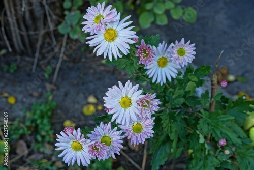 lots of blooming flowers in a green bush in the garden