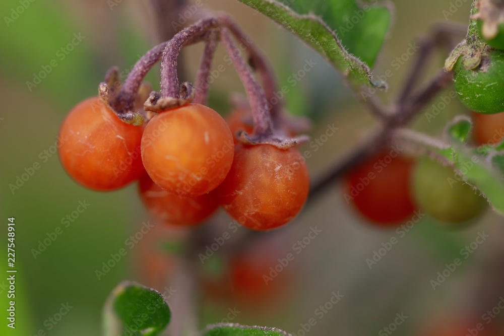 tomatoes on the vine