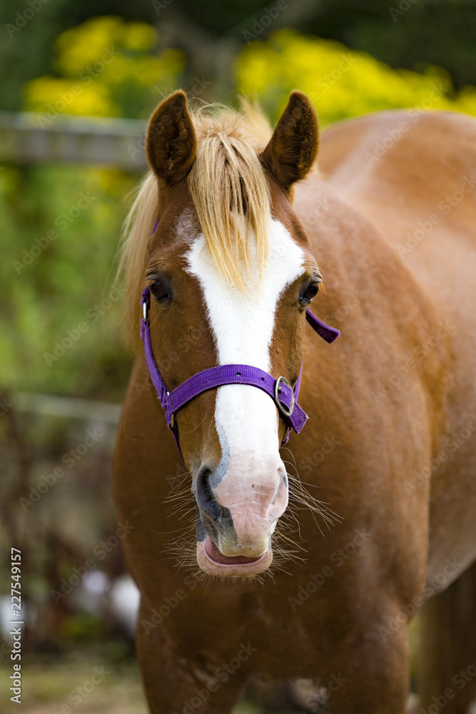 Naklejka premium Horse