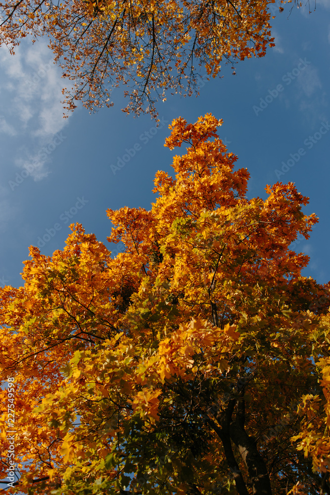 Beautiful and bright autumn background with yellow and red leaves on a sunny day Beautiful and bright autumn background with yellow and red leaves on a sunny day