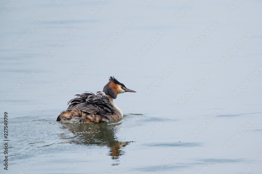 Grebe with Young