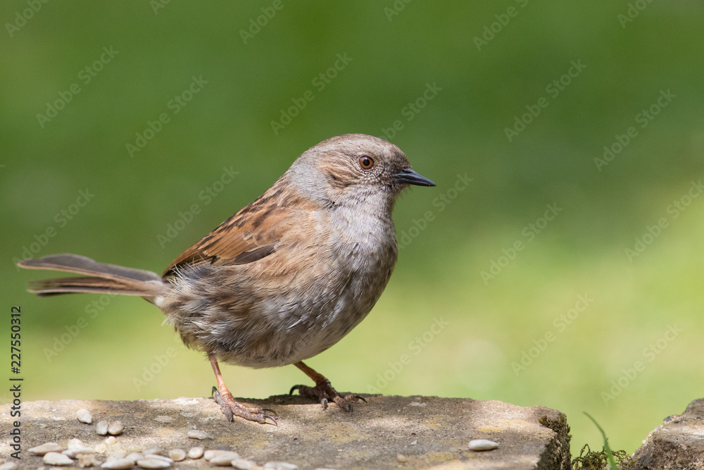 Dunnock