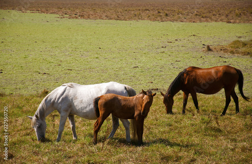 Three wild horses in the field