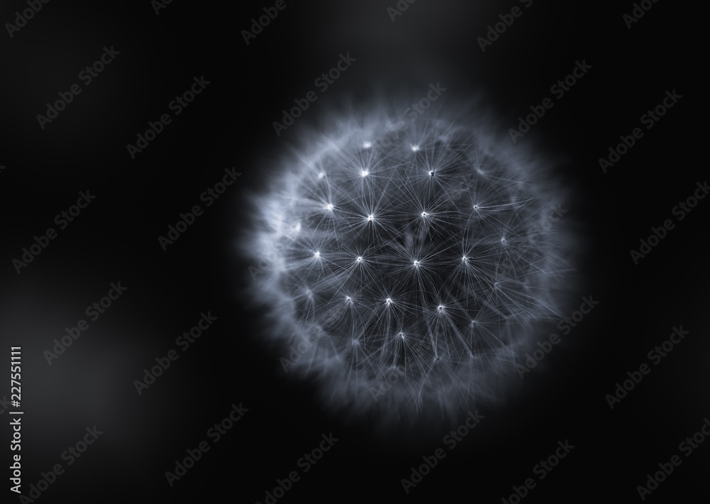Abstract detail of dandelion flower