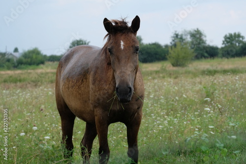 Brown horse portrait on a field © yournameonstones