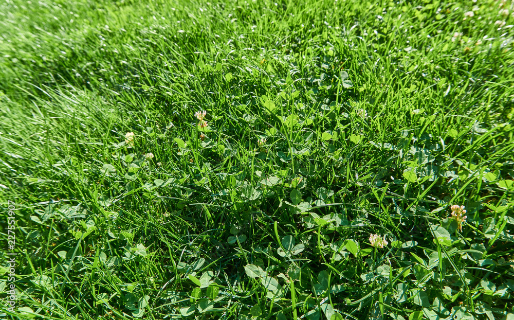 Grass background Grass background