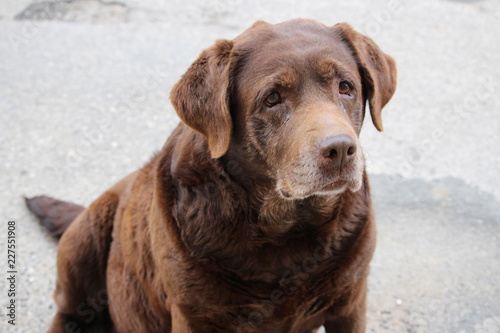 vieux labrador