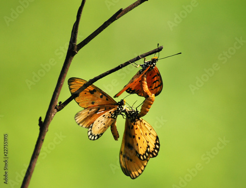 Mating Mass Of Butterfly