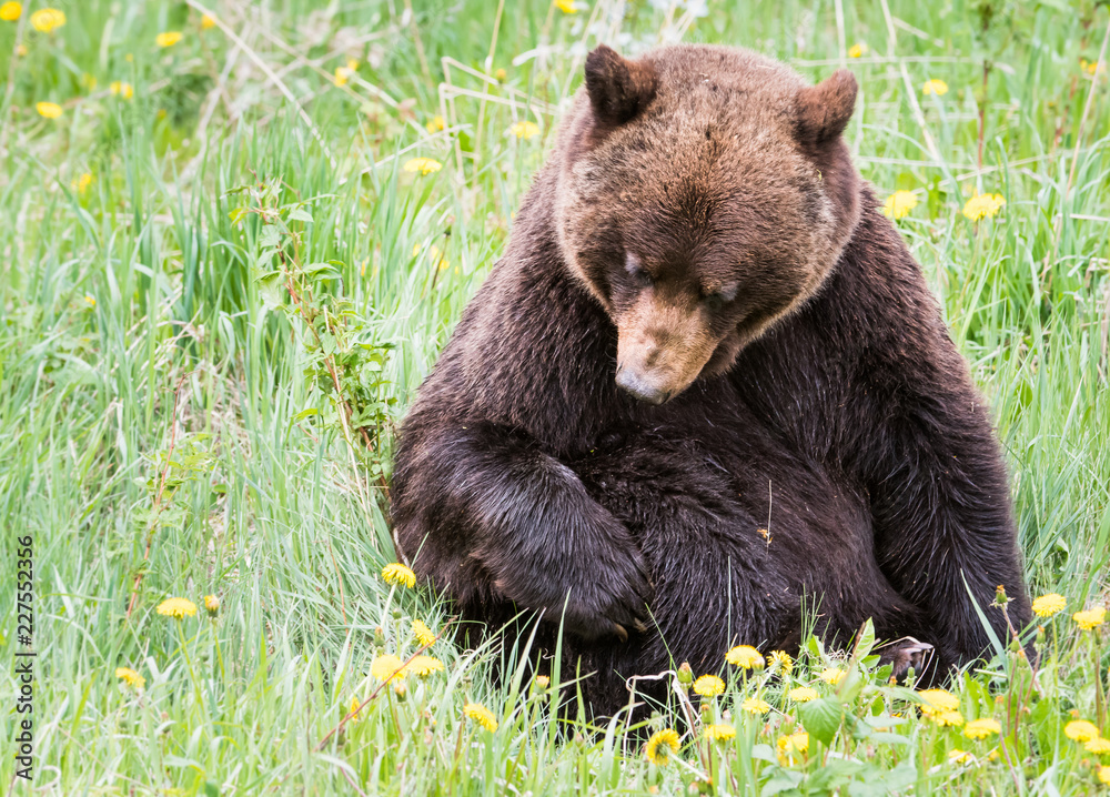 Fototapeta premium Grizzly bear