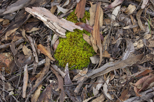 moss on floor