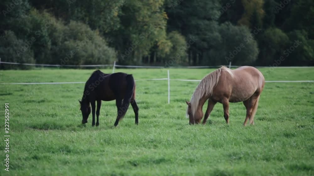 Two beautiful horses are grazing on grass in the meadow Two beautiful horses are grazing on grass in the meadow