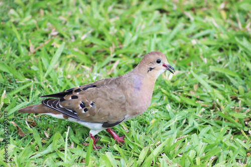 Emerald-spotted wood dove or Turtur chalcospilos on the grass