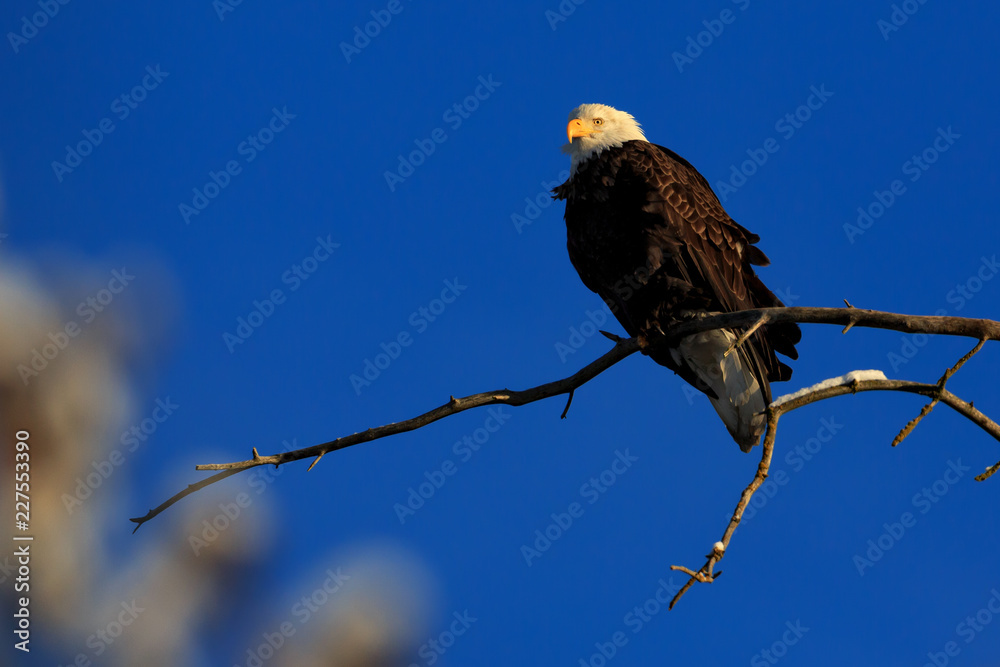 A mature American Bald Eagle sits in a leafless tree in the winter in Alaska