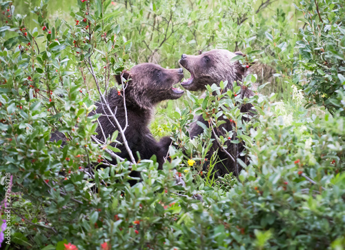 Grizzly bear © Jillian