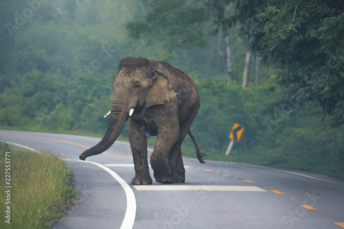 Fotografi Wild Asian elephant (Elephas maximus) on road in Thailand