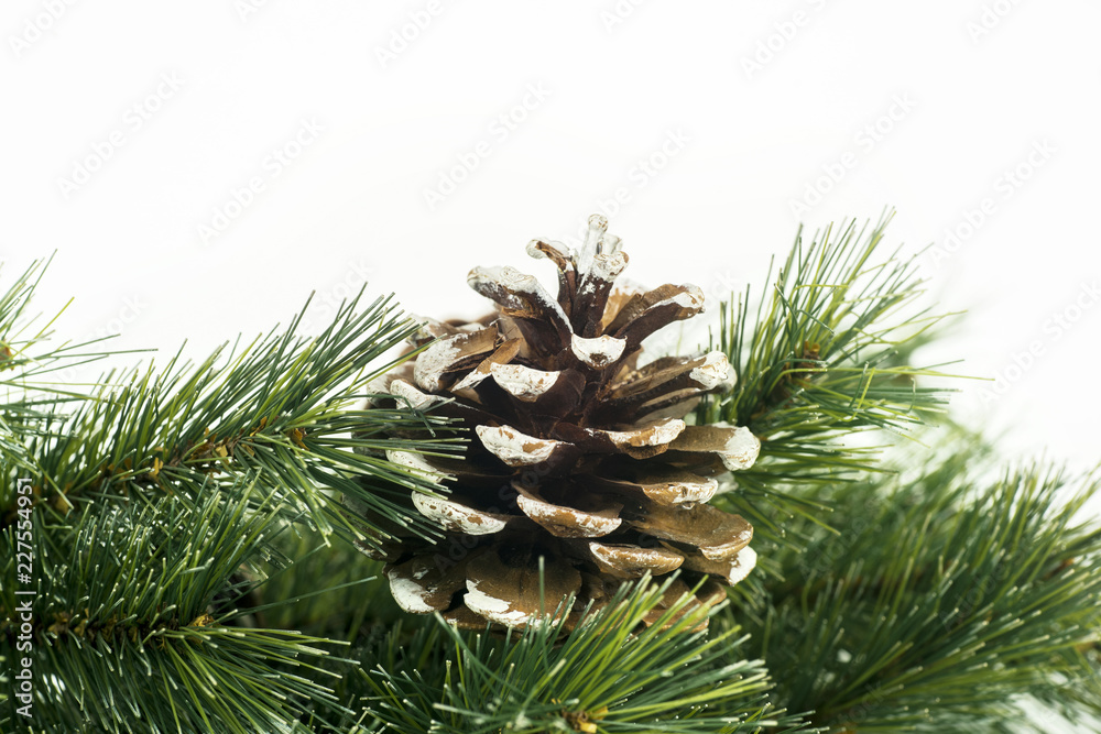 Closeup of pine cones on fir branch Closeup of pine cones on fir branch