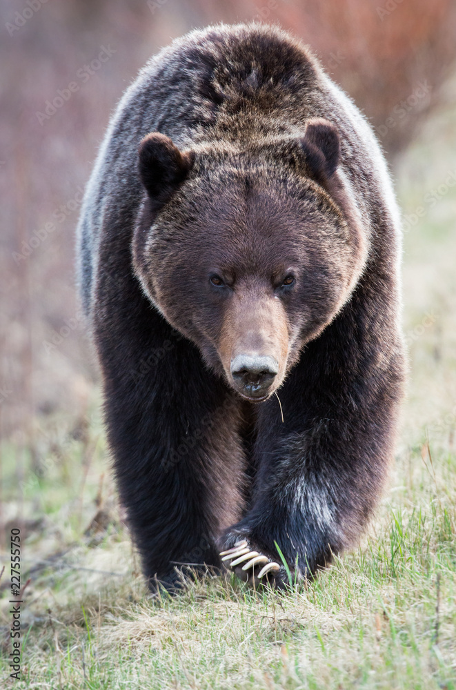 Fototapeta premium Grizzly bear