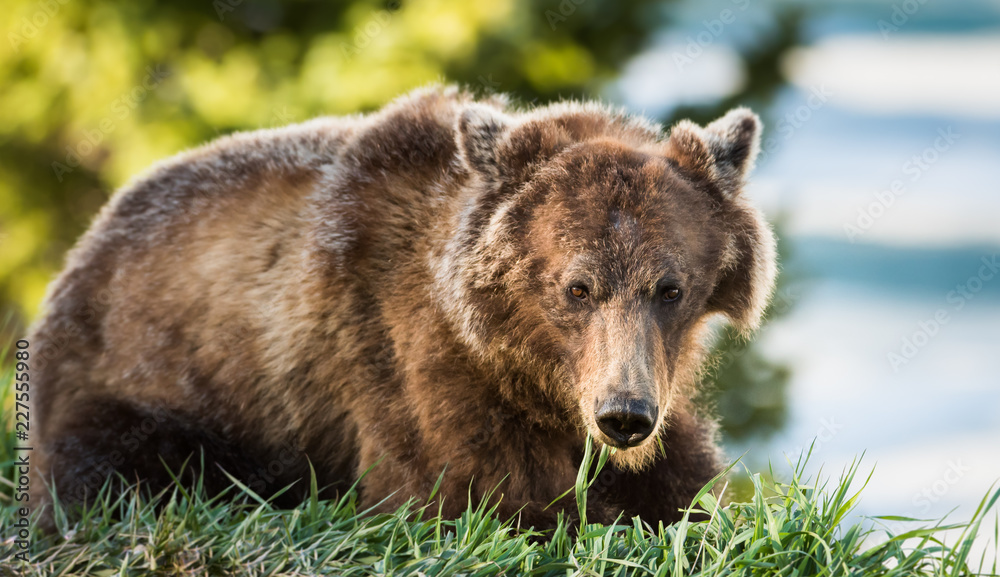 Fototapeta premium Grizzly bear