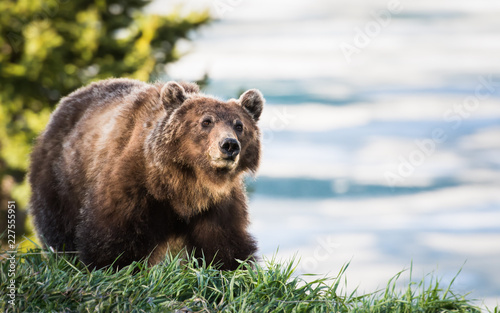 Photography Grizzly bear