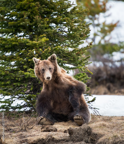 Wallpaper Mural Grizzly bear Torontodigital.ca