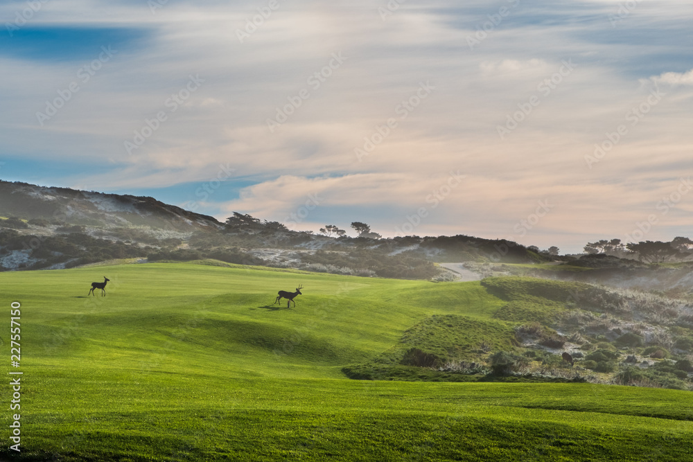 Fototapeta premium deer on green grass in the early light