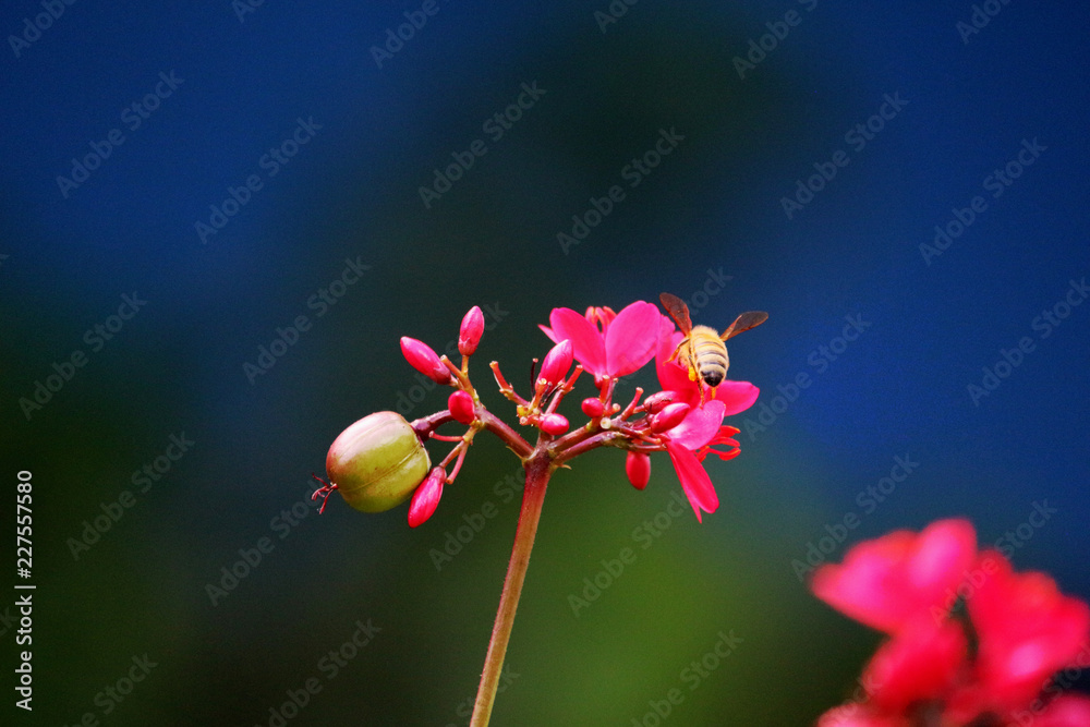 Pink Macro Small Flowers with a Bumblebee / Bee Pink Macro Small Flowers with a Bumblebee / Bee