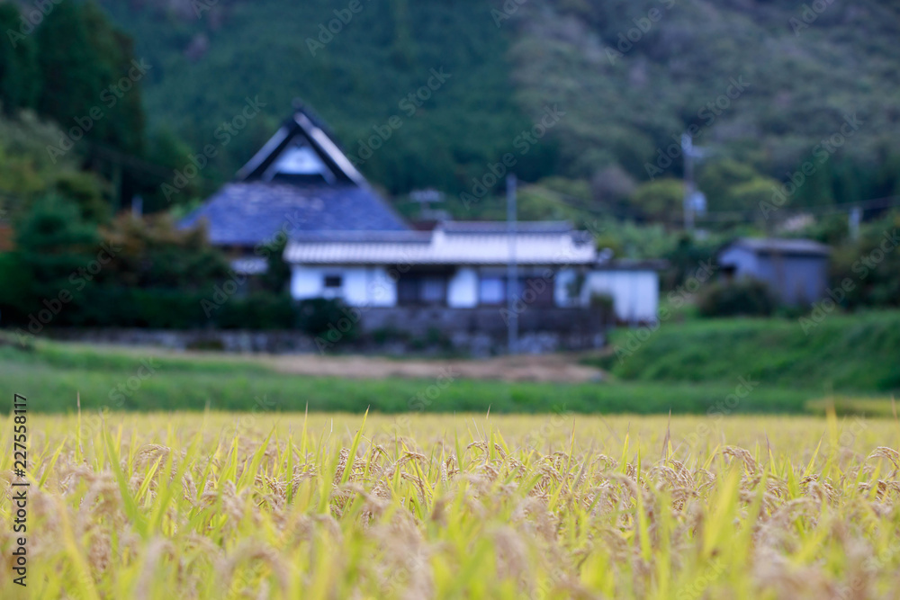 Rice filed with shallow depth of field, blurring traditional Japanese farmhouse in background
