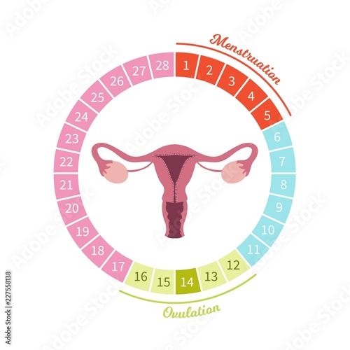 Female menstrual cycle. Scheme of the menstrual cycle, Illustration of the uterusю