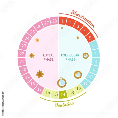 Female menstrual cycle. Maturation scheme of the egg