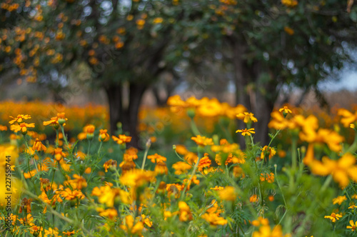 campo florido con verdes pastos y flores minimalistas de colores