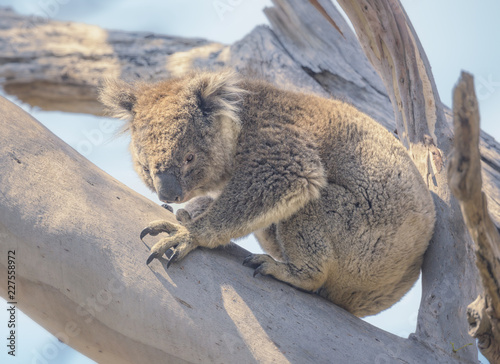 Photography Wild koala (Phascolarctos cinereus) on branch in Australia