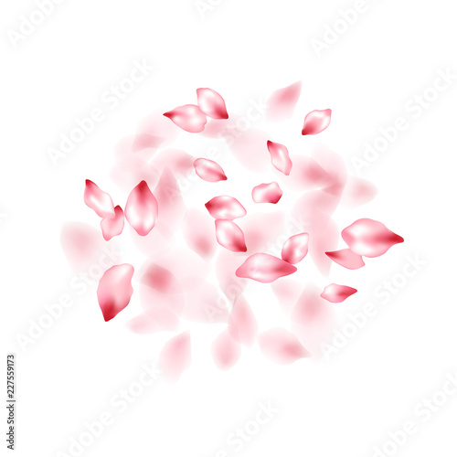 Pink sakura flower flying petals isolated on white vector background.