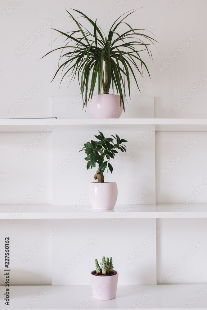 Plants on a white shelf Plants on a white shelf