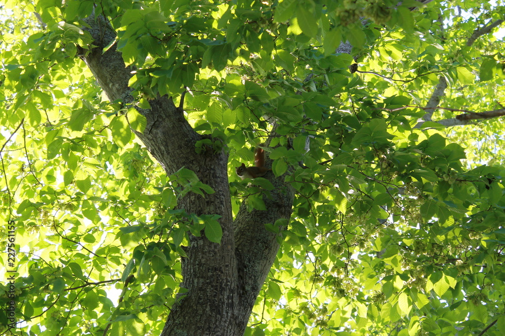 Fototapeta premium Squirrel on a tree - Walking Tours in Canada