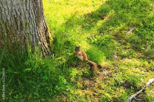 Squirrel on the floor 3