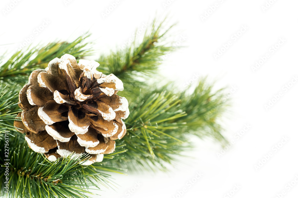 Pine cone on the branch of coniferous tree Pine cone on the branch of coniferous tree