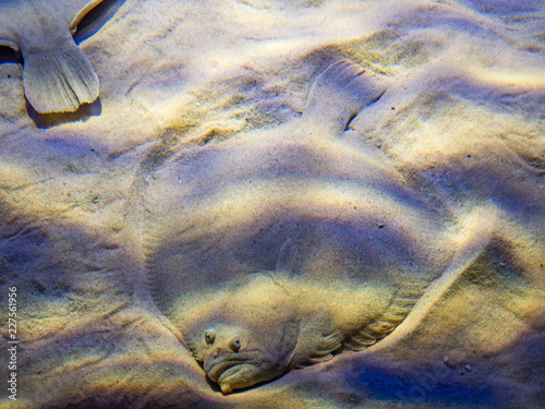 Fototapete European flounder, Platichthys flesus