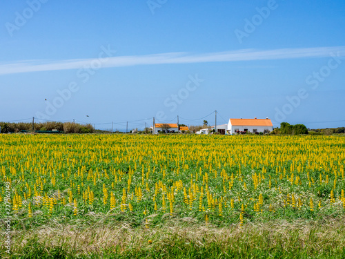 Field of mustard and farmhouse near Zambujeira do Mar, Odemira, Alentejo, Vicentine coast of Portugal