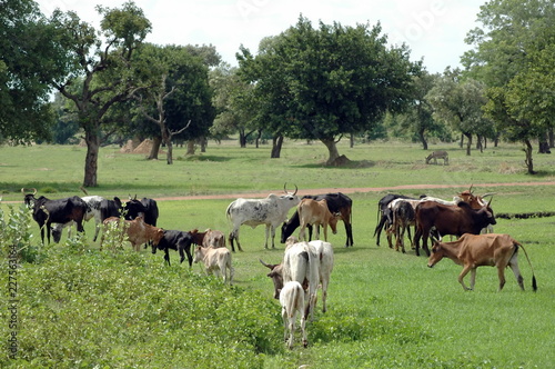 troupeau de zébus dans la prairie, Burkina Faso, Afrique © Philippe Prudhomme