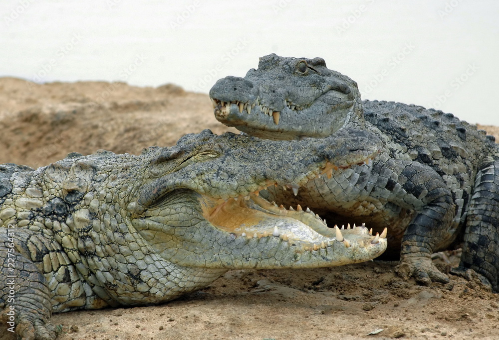 Fototapeta premium Deux crocodiles d'Afrique l'un d'eux à sa gueule ouverte, Burkina Faso