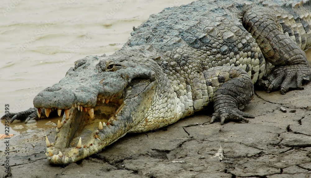 Obraz premium Crocodile d'Afrique gueule ouverte, Burkina Faso, Afrique