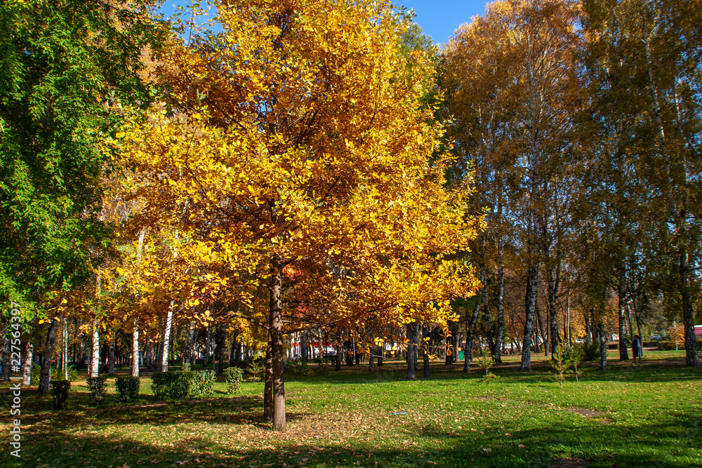 Fototapeta premium autumn. background of yellow and red oak leaves, Rowan and birch