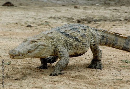 Crocodile d Afrique en d  placement  Burkina Faso