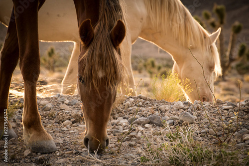 Photography Wild Horses