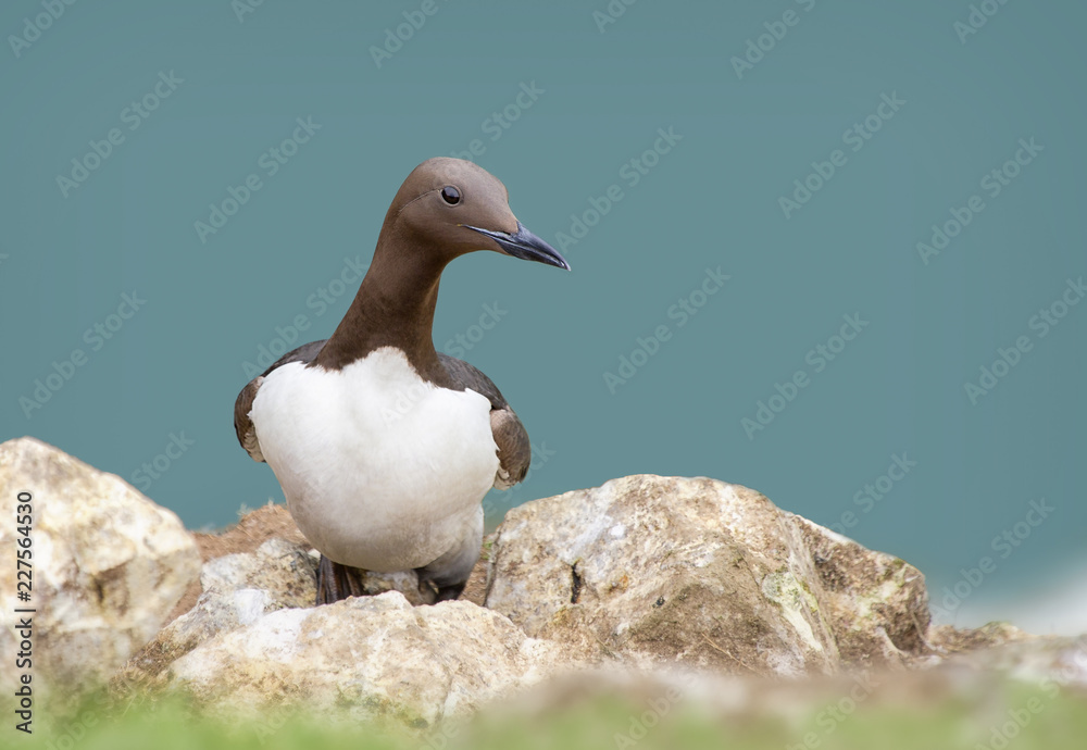 Wild common guillemot (Uria aalge) on cliff edge Wild common guillemot (Uria aalge) on cliff edge
